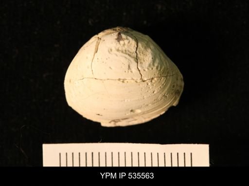 Corbicula?