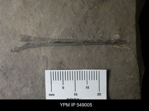 undet. Eurypterida