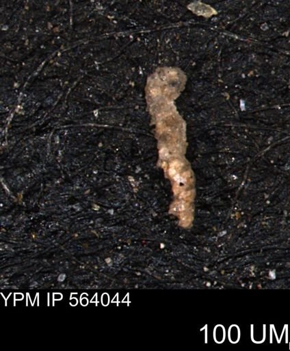 Verneuilinoides hectori