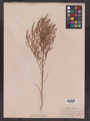 Salicornia europaea