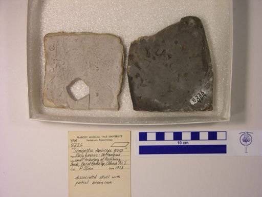 Semionotus