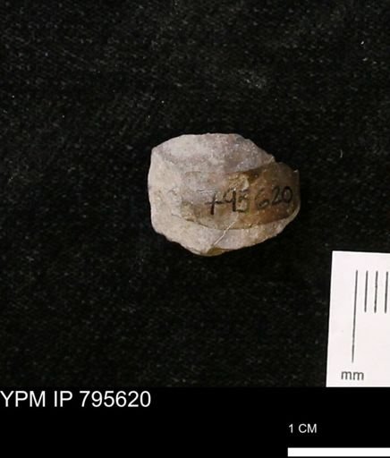 Baculites sp.