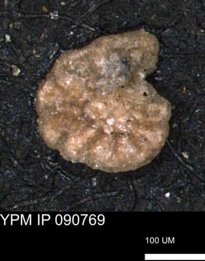 Haplophragmoides gigas