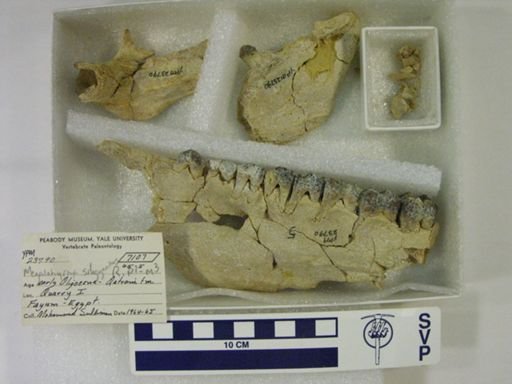 Megalohyrax subgigas