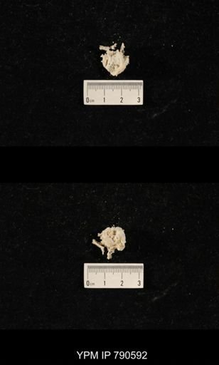 undet. Bryozoa