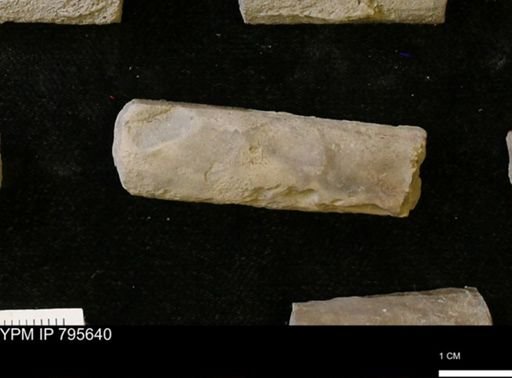 Baculites sp.