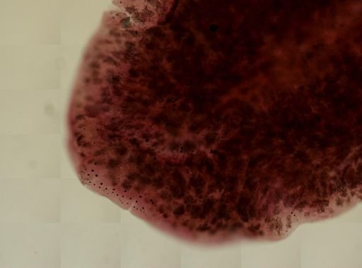 Stylochus oculiferus