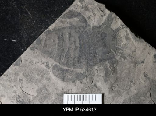 Eurypterus remipes remipes