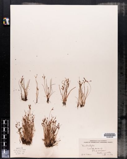 Fimbristylis