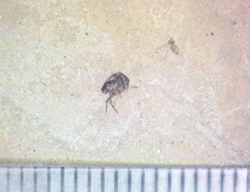 undet. Diptera