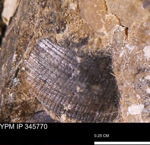 Limopsis striatopunctatus