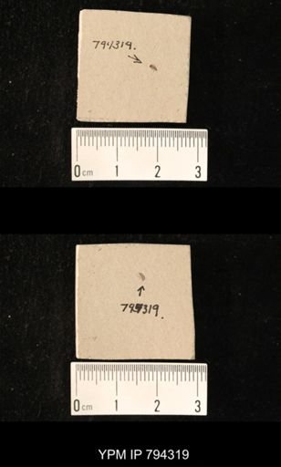 undet. Coleoptera