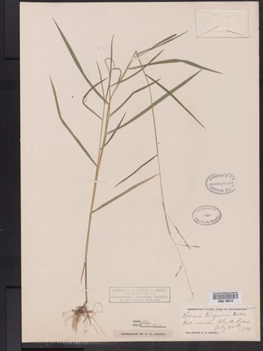 Leersia virginica