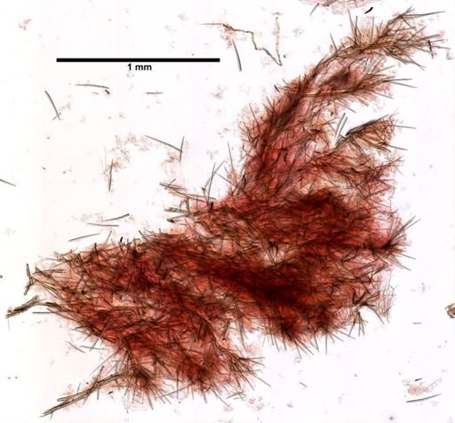 Clathria prolifera
