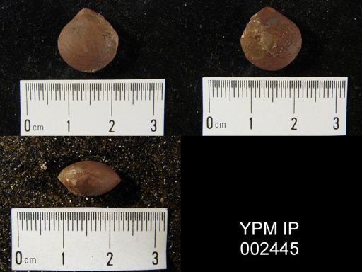 Meristella sp.