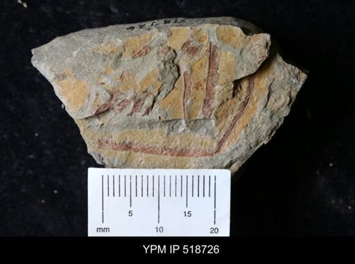 undet. Graptoloidea
