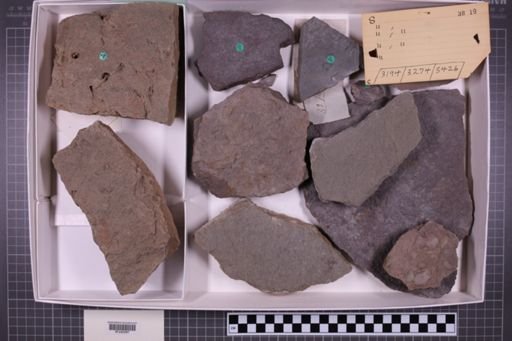 mixed taxa, stratigraphic collection