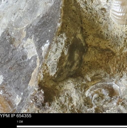 undet. Bivalvia
