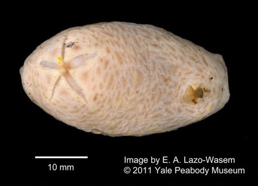 Psolus antarcticus?