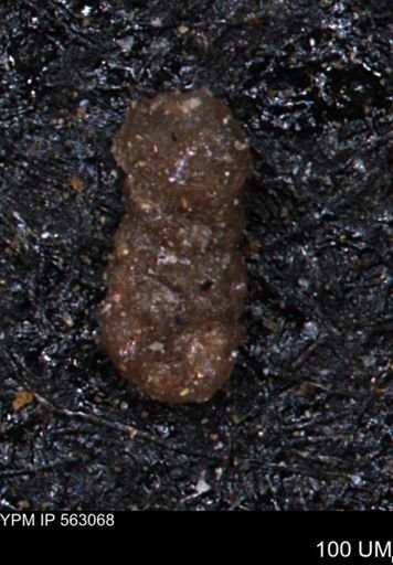 Oxytoma (Hypoxytoma) sp.