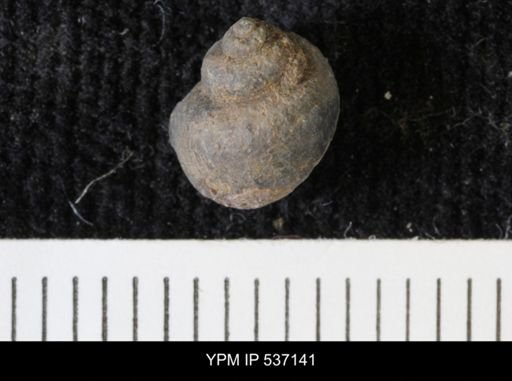Viviparus montanaensis