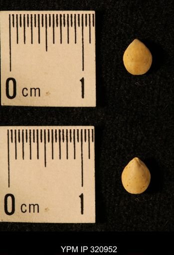 Dielasma elongatum