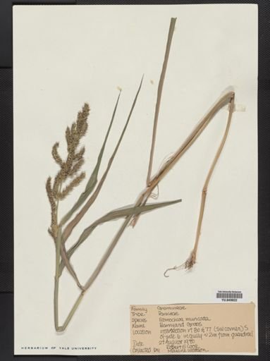 Echinochloa muricata