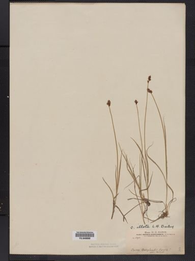 Carex