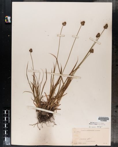 Carex