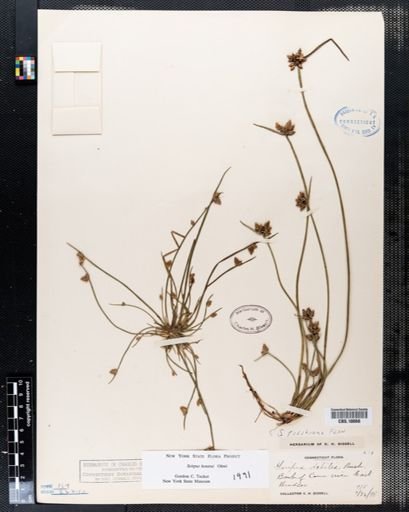 Scirpus debilis