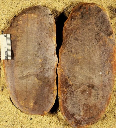 Pecopteris unitus