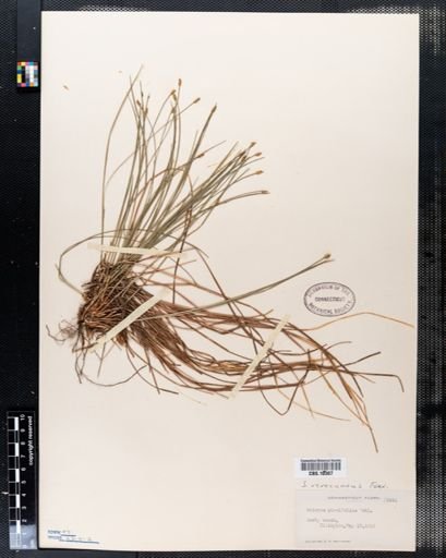 Scirpus planifolius