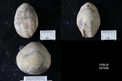 Terebratula sp.