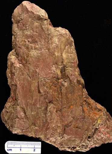Archaeopteris obtusa