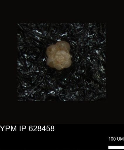 undet. Foraminiferida