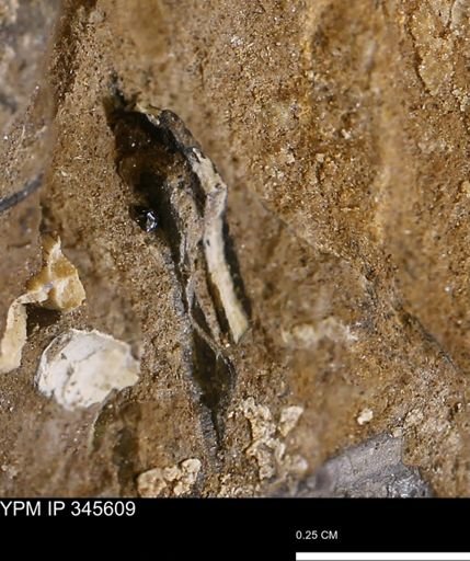 undet. Mollusca