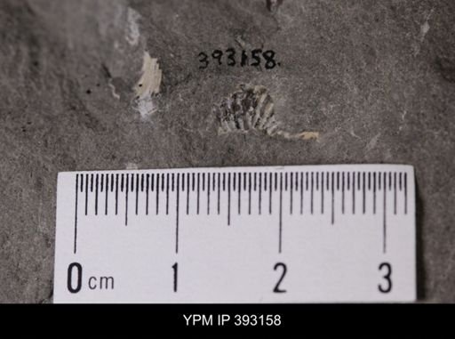 undet. Scaphitidae