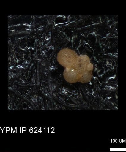 undet. Rugoglobigerinidae