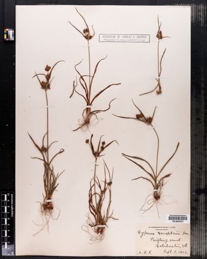 Cyperus houghtonii