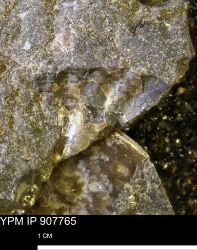 undet. Ammonoidea