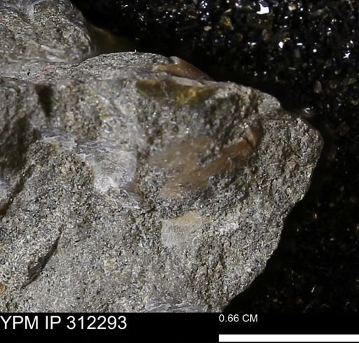 undet. Bivalvia