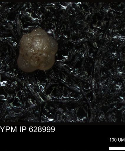 undet. Foraminiferida