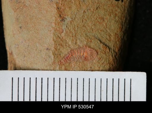 undet. Synziphosurina
