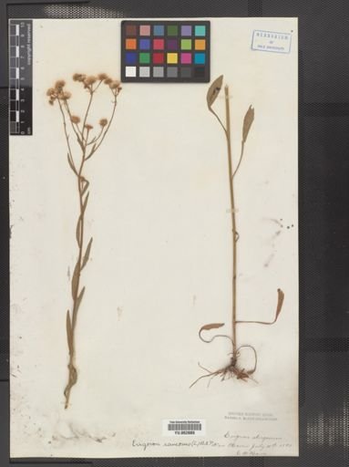Erigeron strigosus