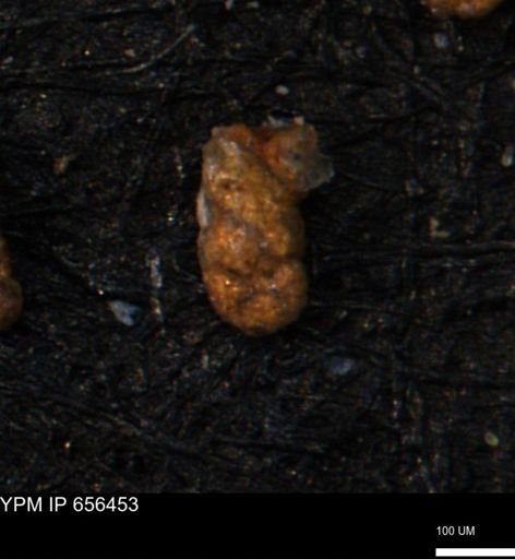 Ammobaculites obliquus