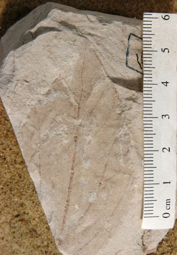 Celtis kansana