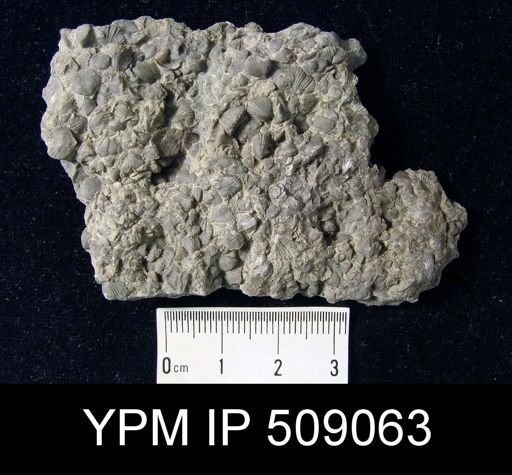Zygospira modesta