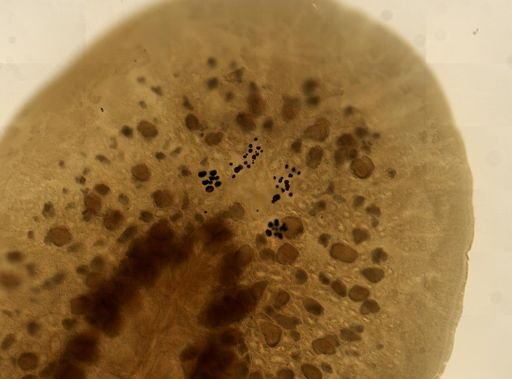 Pleioplana atomata