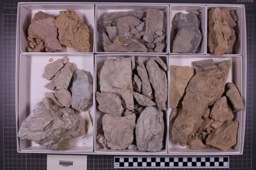 mixed taxa, stratigraphic collection