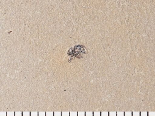 Coleoptera